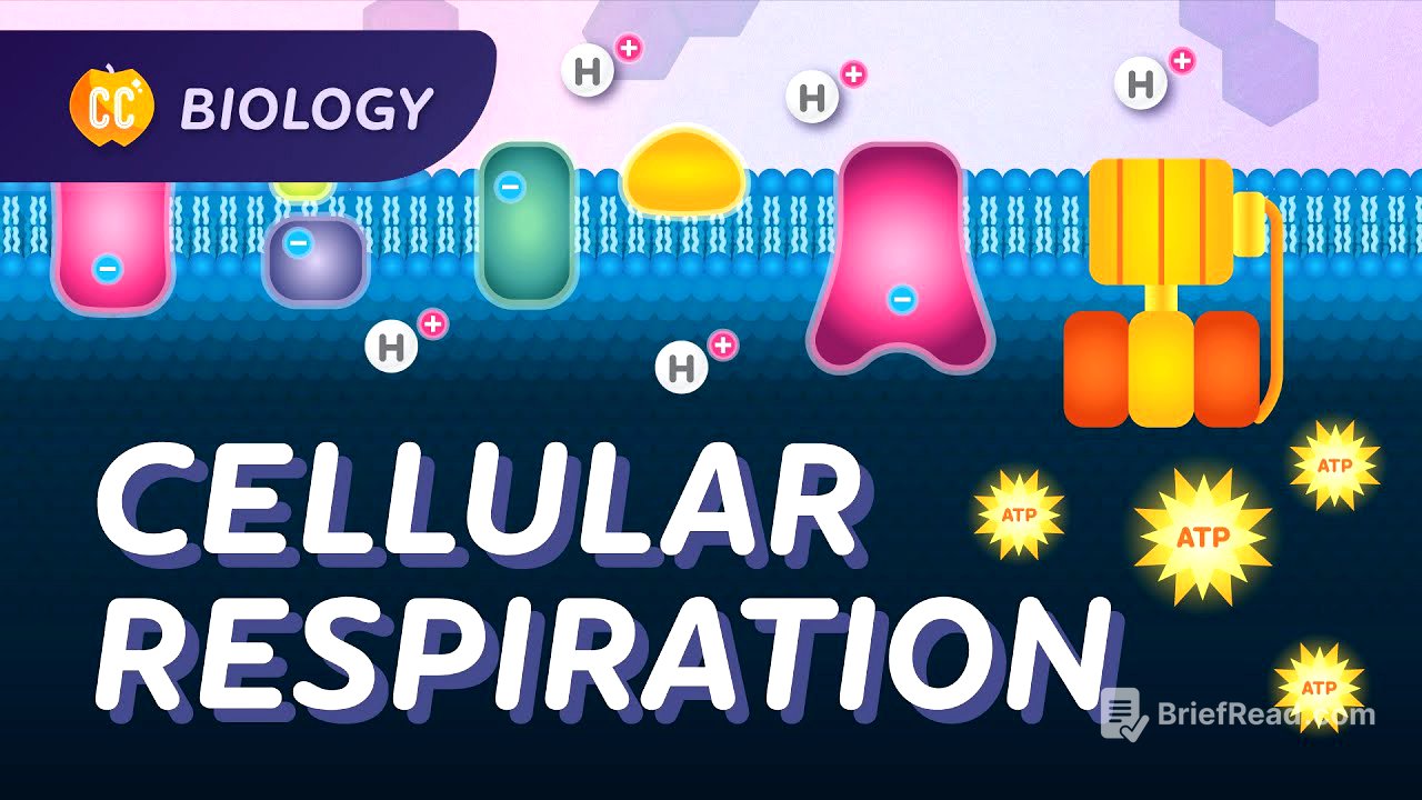 Cellular Respiration: Do Cells Breathe?: Crash Course Biology #27