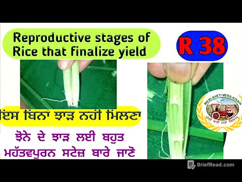 Reproductive Stage of Rice/Basmati that finalizes yield (ਝੋਨੇ ਦਾ ਝਾੜ ਨਿਰਧਾਰਿਤ ਕਰਨ ਵਾਲੀ ਸਟੇਜ)Shergill