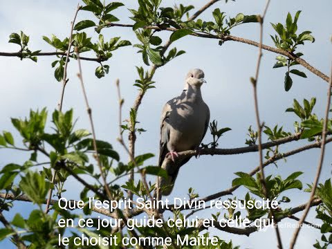 Que l'Esprit Saint Divin ressuscité en ce jour guide celui et celle qui le choisit comme Maitre