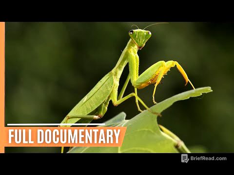 The World of Insects - Unveiling Earth's Mini Giants | Full Documentary