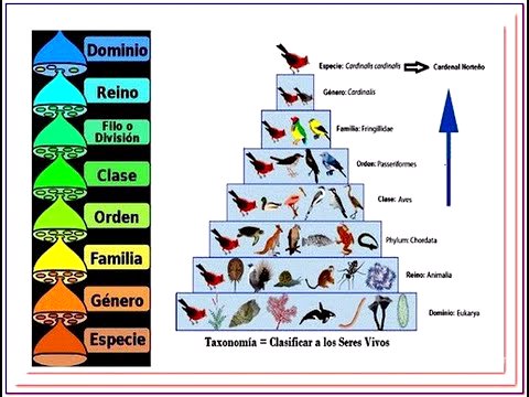 Introducción a la clasificación de los seres vivos (curso de taxonomía y análisis filogenético)