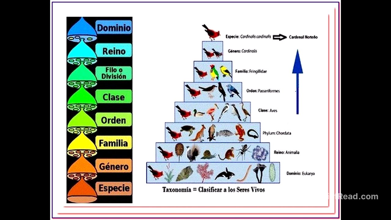 Introducción a la clasificación de los seres vivos (curso de taxonomía y análisis filogenético)