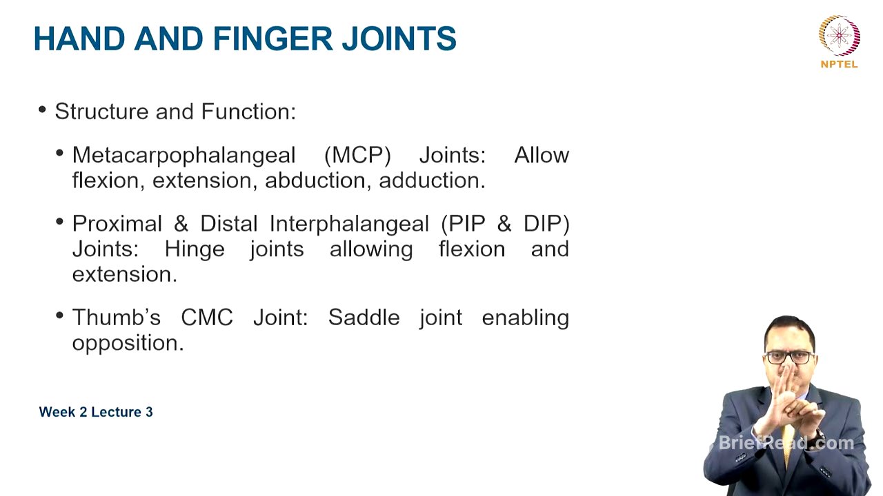 Functional Anatomy of Upper extremity