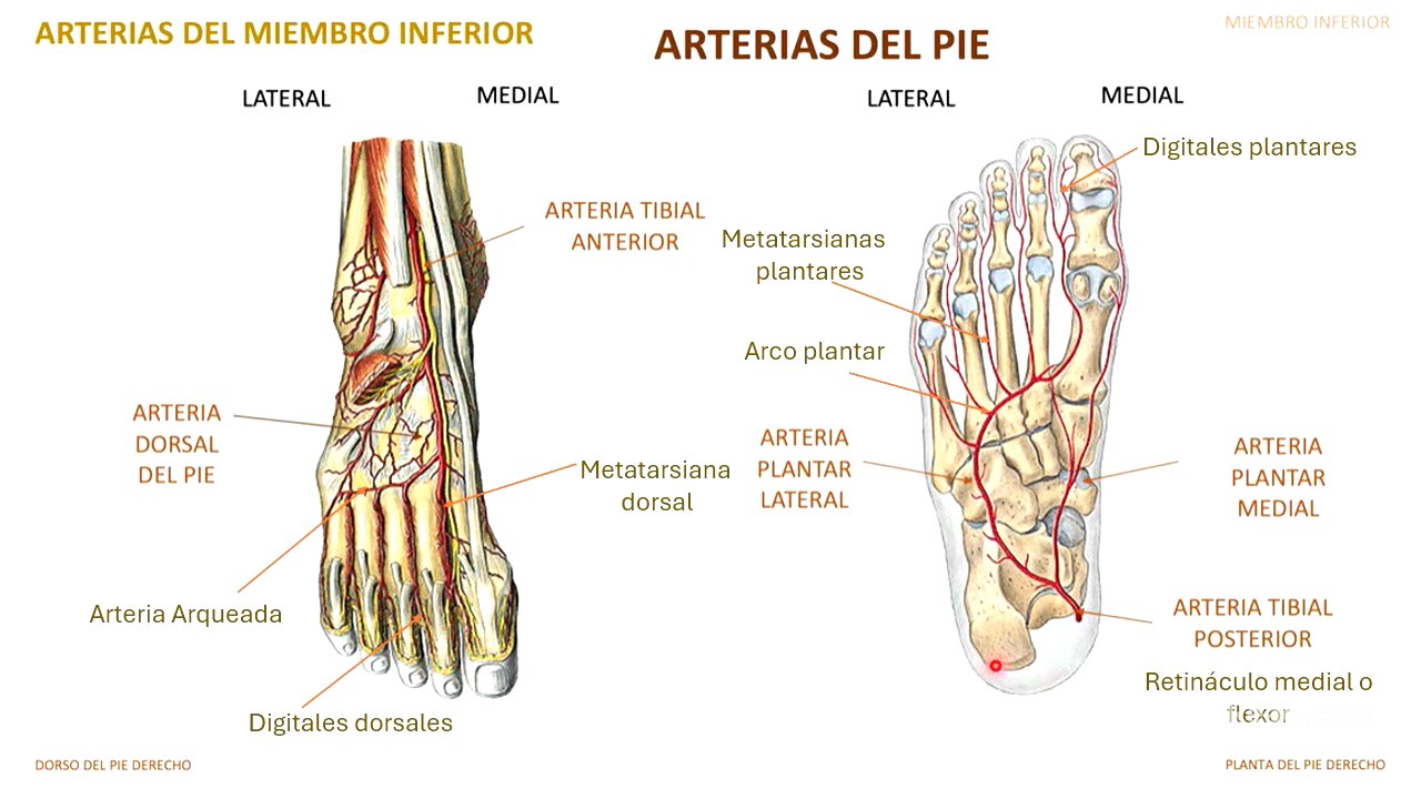 Arterias y venas extremidades inferiores