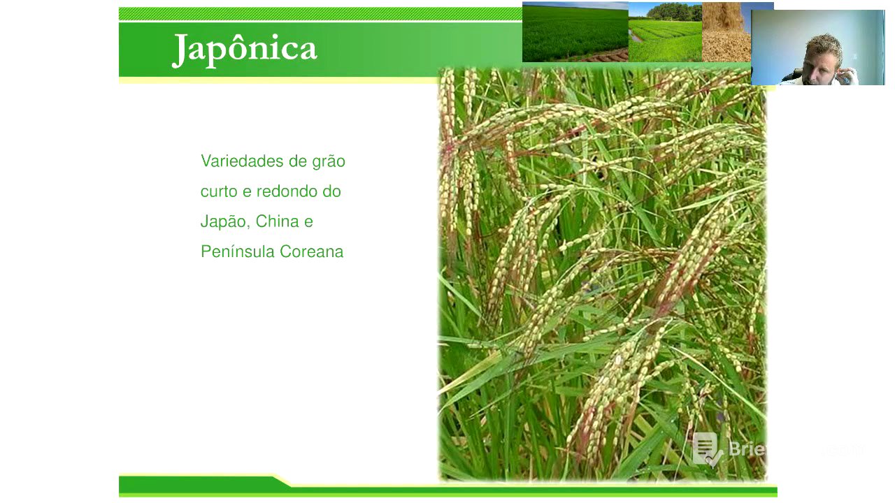 Introdução a cultura do arroz