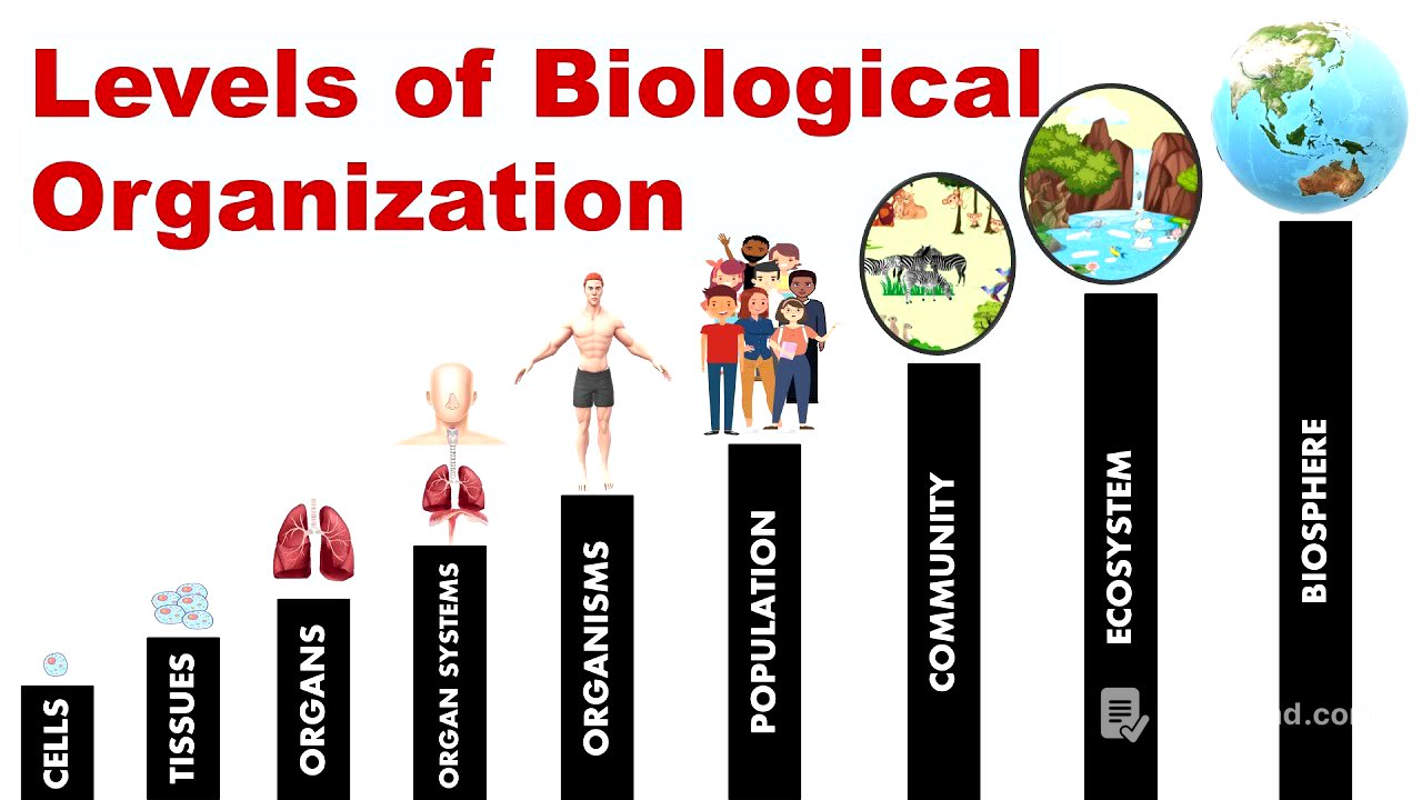 Levels of Biological Organization