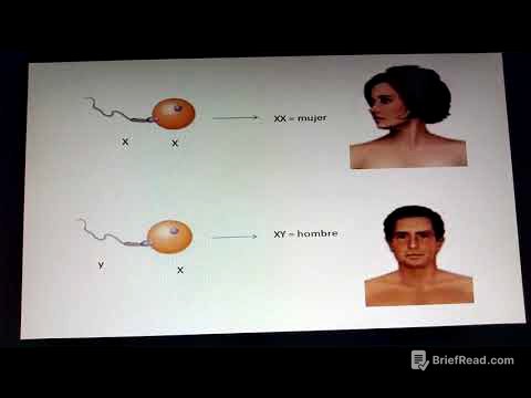 2 sexo genético y hormonal