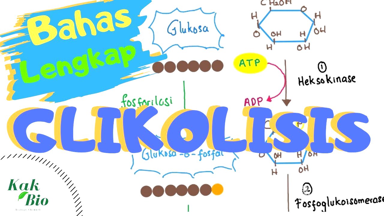 Bahas Lengkap Glikolisis | Respirasi Aerob