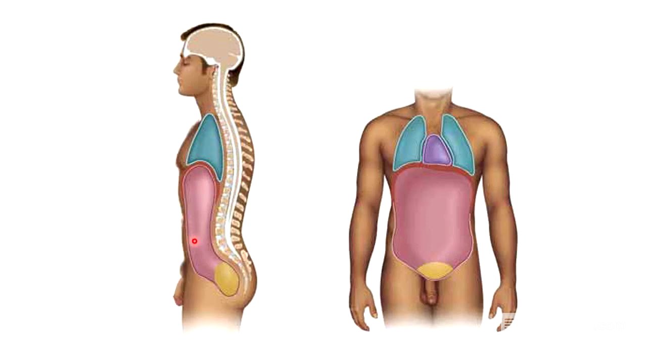 Anatomía introducción y posiciones anatómicas