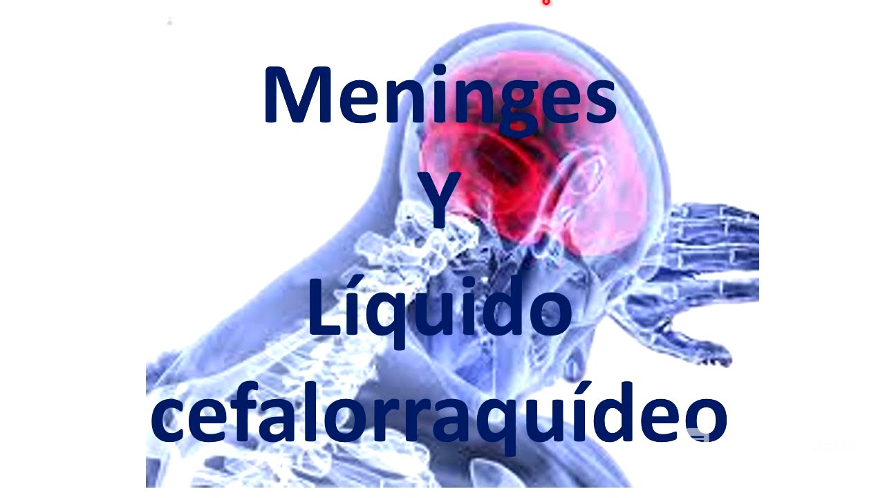 Meninge y líquido cefalorraquídeo