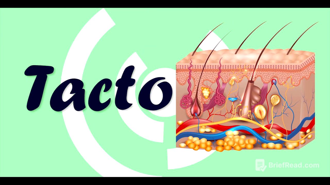 Sentido del Tacto - Fisiología