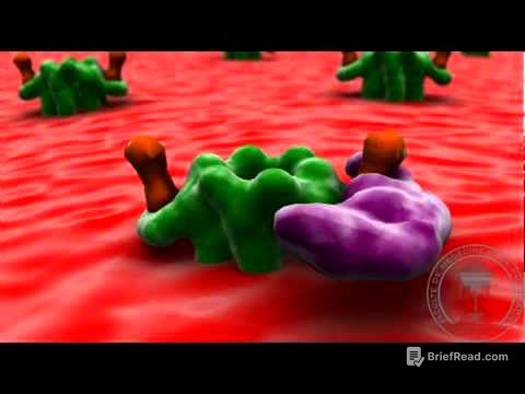 Physiologie du système nerveux : transmission neuromusculaire (ameliorée)