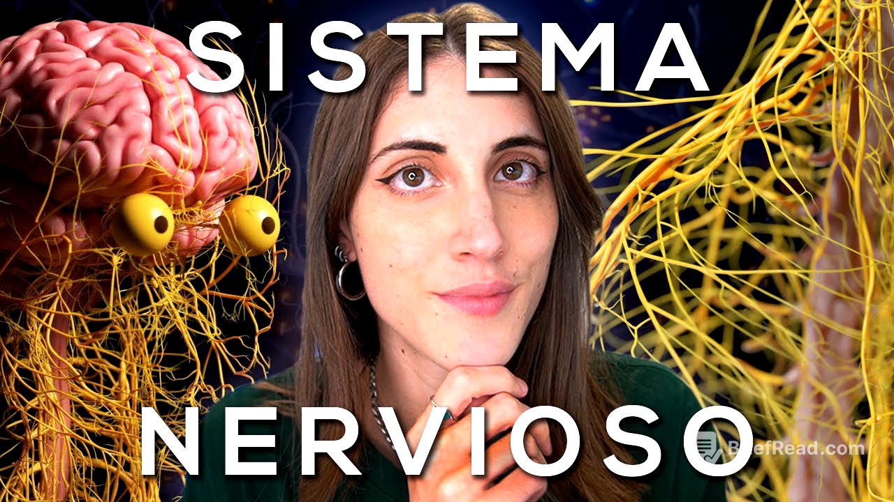 El SISTEMA NERVIOSO explicado FÁCIL