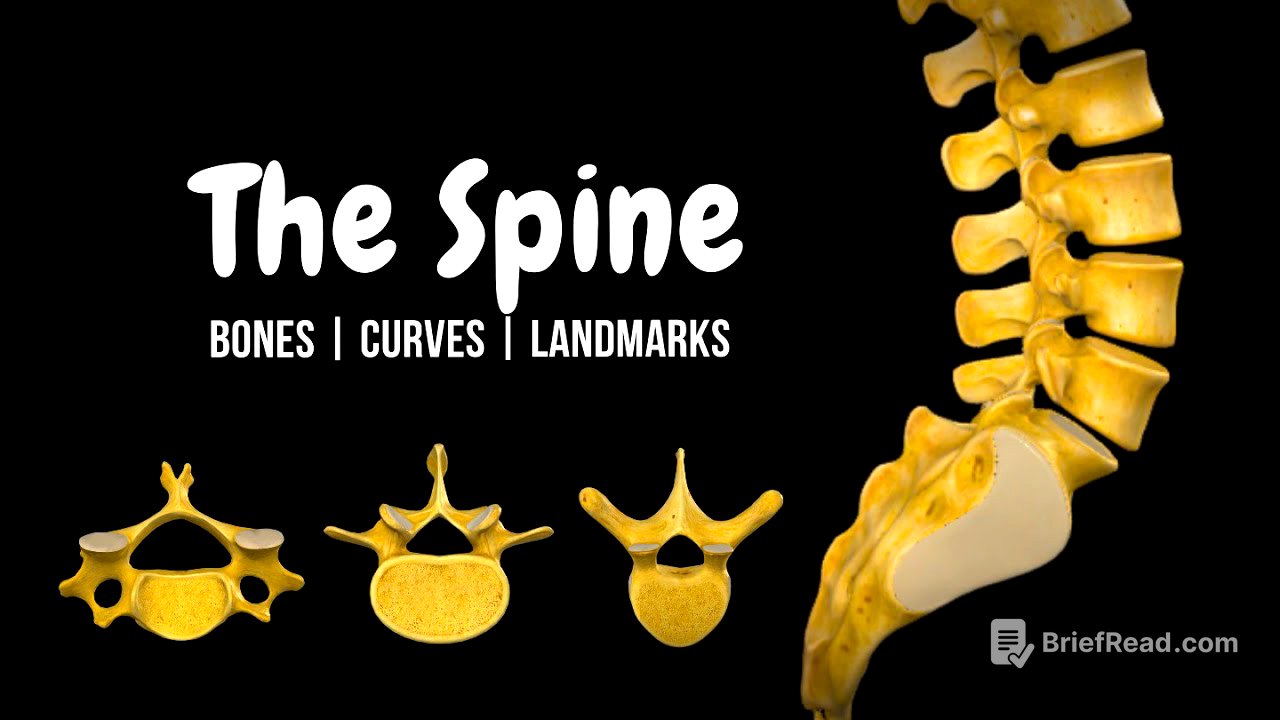 The Entire Spine, Explained in 16 Minutes