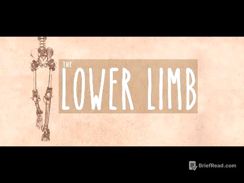 Neuroanatomy S3 E3: The Lower Limb #neuroanatomy #ubcmedicine