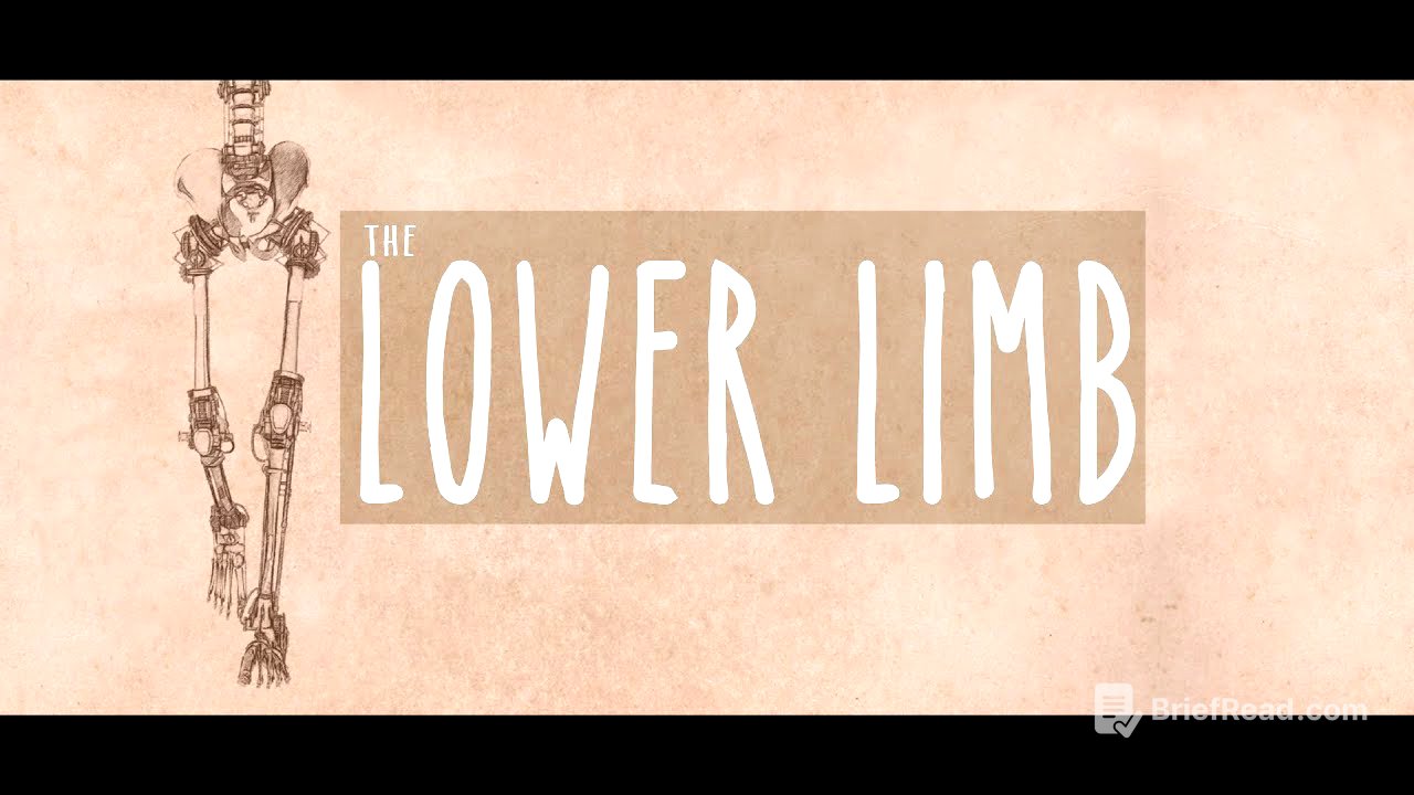 Neuroanatomy S3 E3: The Lower Limb #neuroanatomy #ubcmedicine