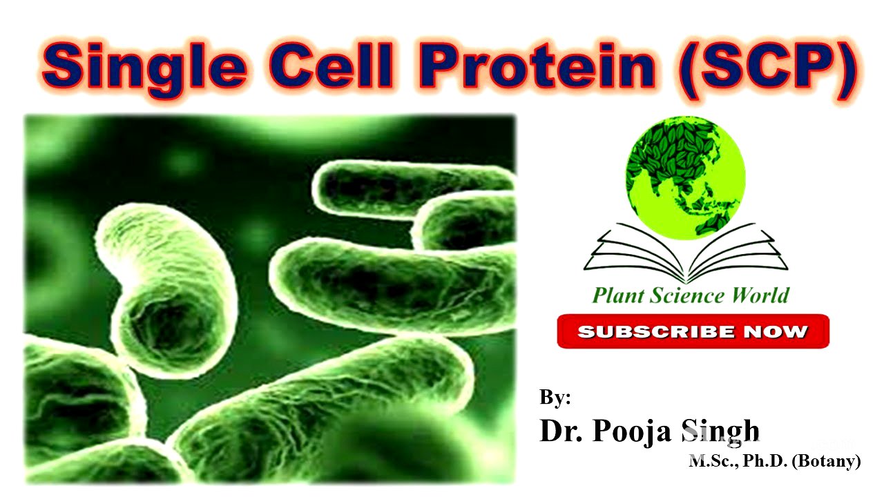 Single Cell Protein (SCP)