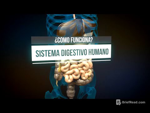 ¿Cómo funciona el sistema digestivo? (animación)