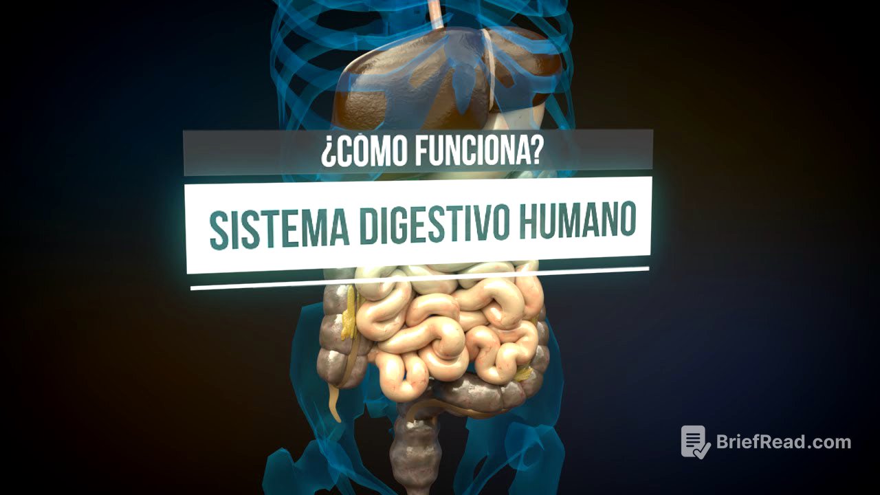 ¿Cómo funciona el sistema digestivo? (animación)