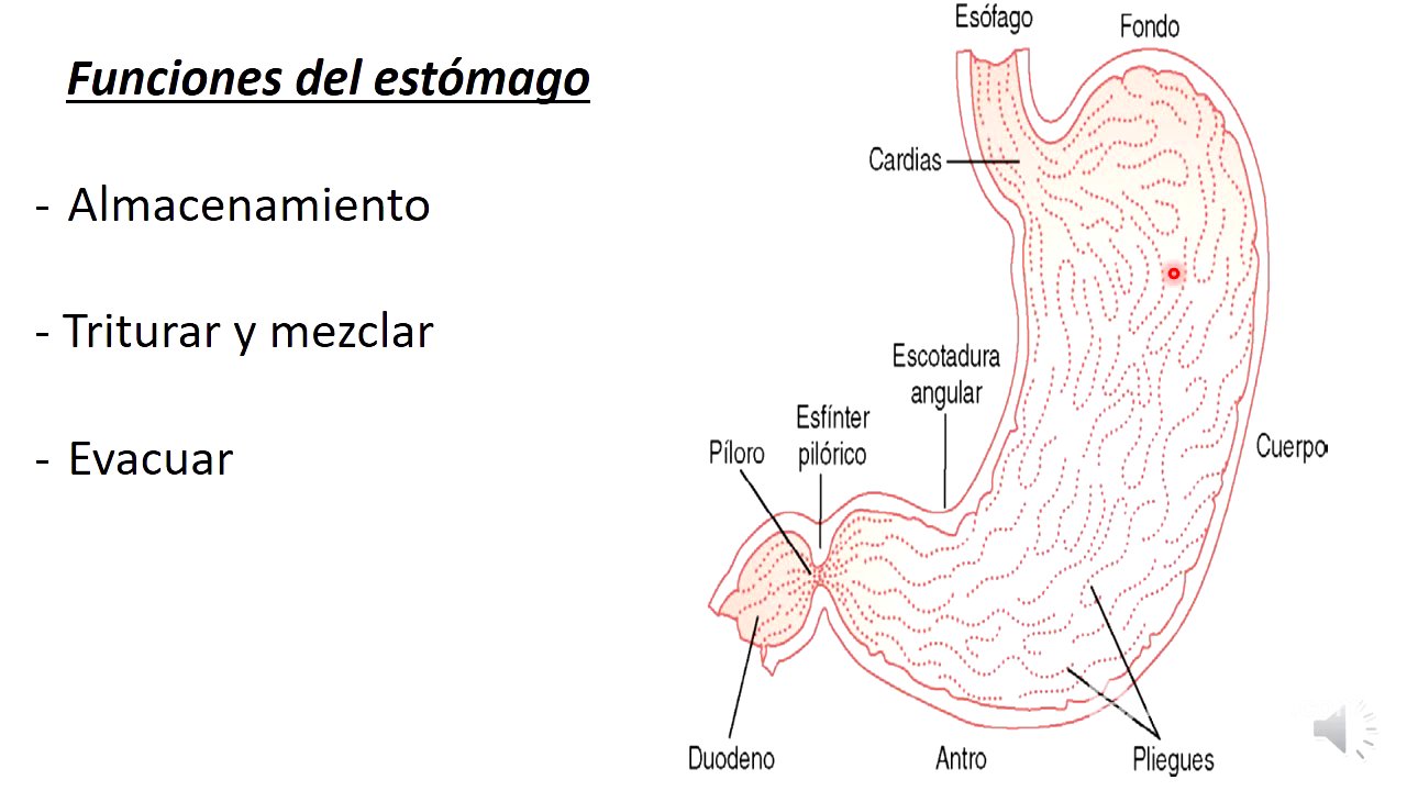 9 Digestión mecánica gástrica y vaciamiento