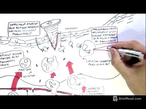 Immunology Map IV - Innate Immune response I