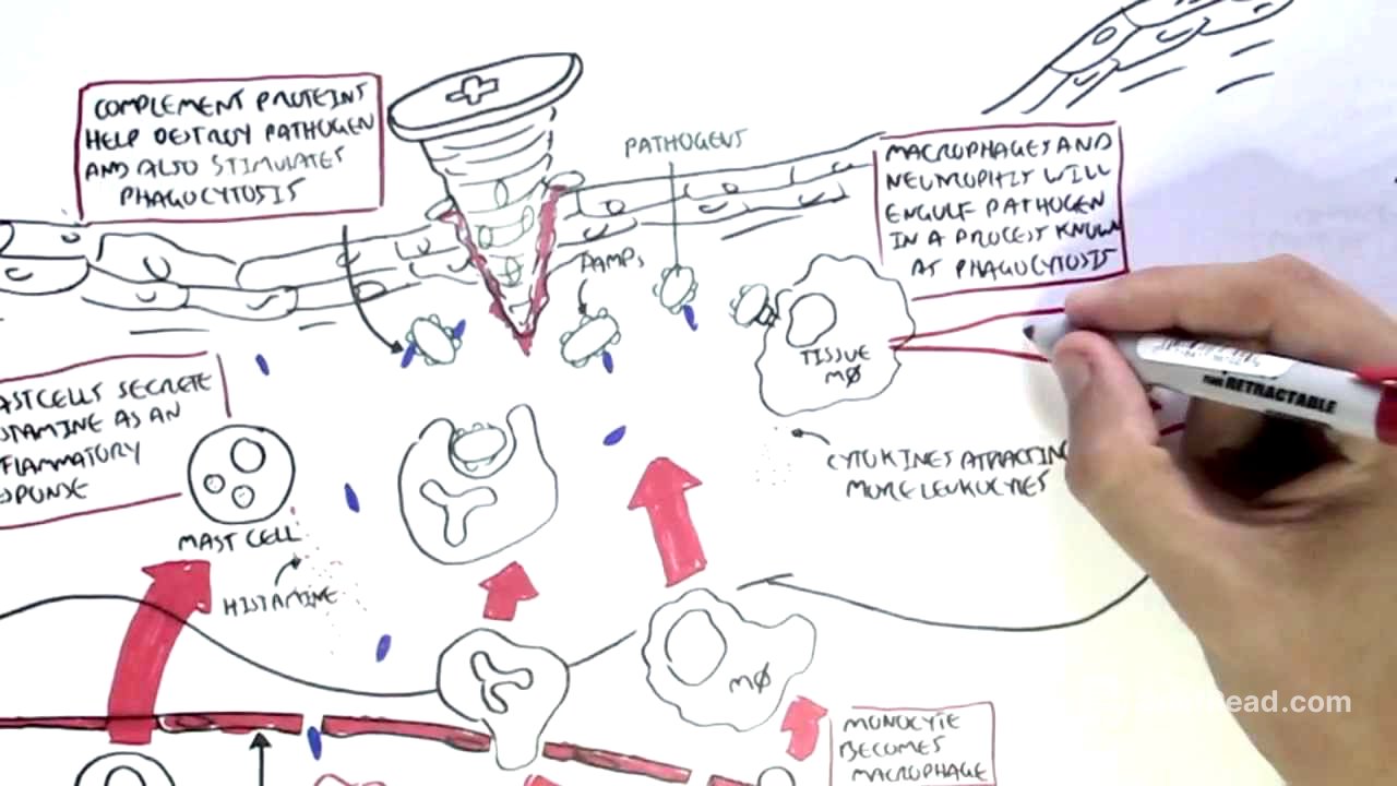 Immunology Map IV - Innate Immune response I