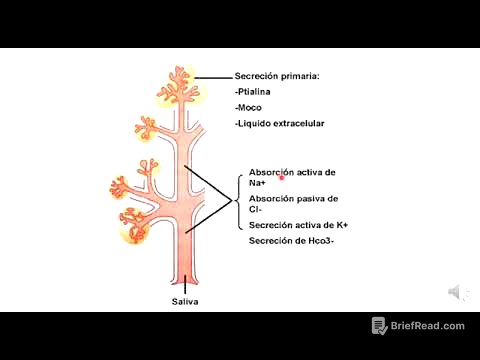 4 Saliva, composición y función.
