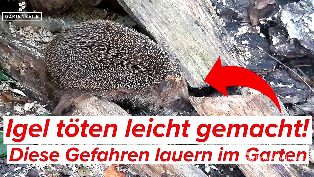 Igel töten leicht gemacht! [Und das solltet ihr tun, um sie zu schützen]