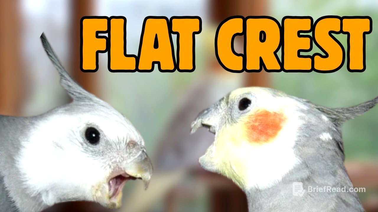 10 Cockatiel Warning Signs You Should NEVER Ignore #cockatiel #cockatielbird #cockatiels