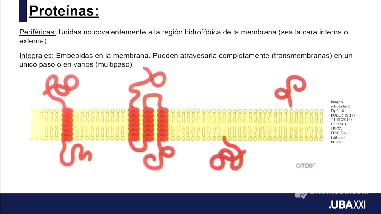 Biología e Introducción a la Biología Celular (091): Biomembranas y Transporte (II)