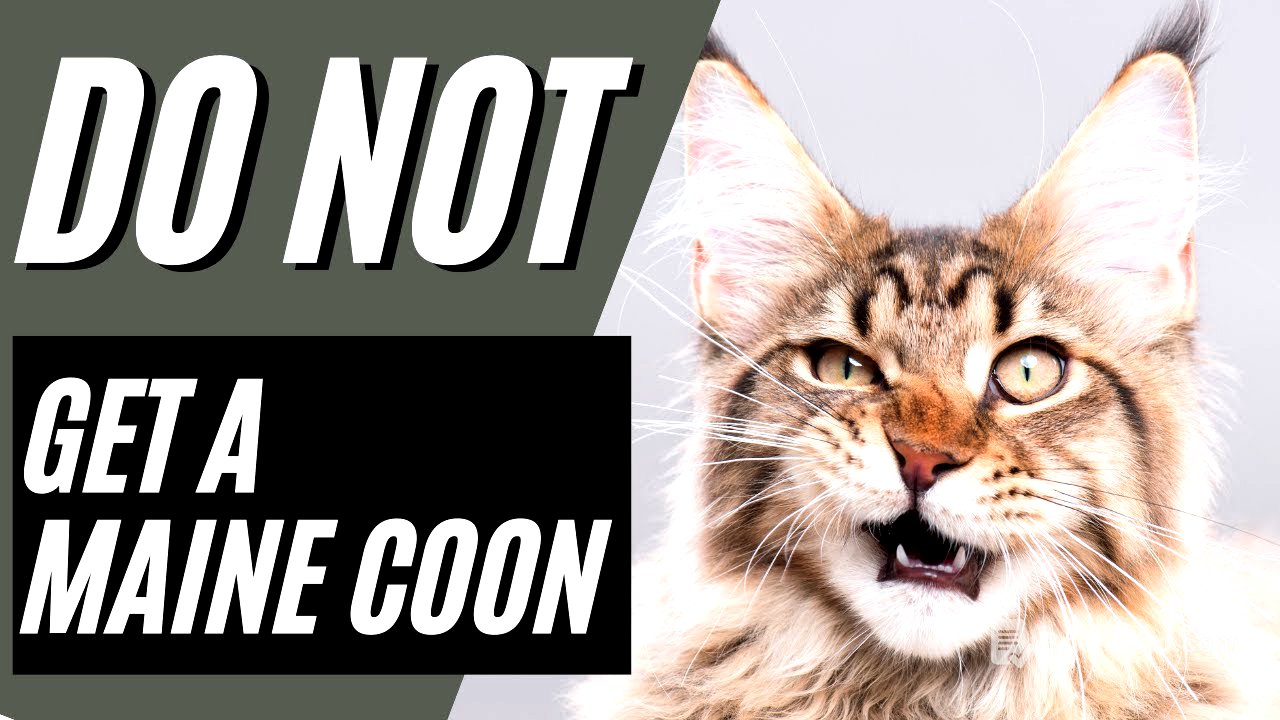 7 Reasons You SHOULD NOT Get A Maine Coon