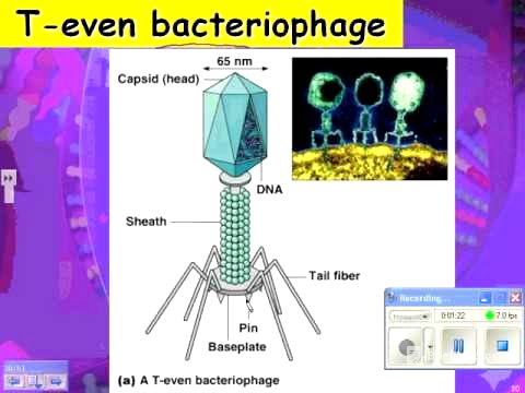 2013 HN virus 02 lytic and lysogenic cycles