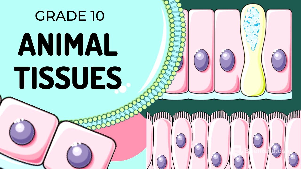Animal Tissues