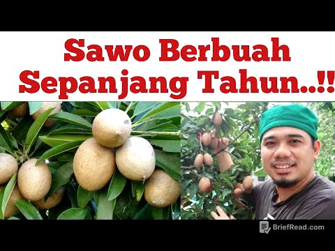 10 Tips Cara Menanam Sawo Pasti Cepat Berbuah dan Lebat, Tabulampot Sawo Berbuah Sepanjang Tahun,.!!