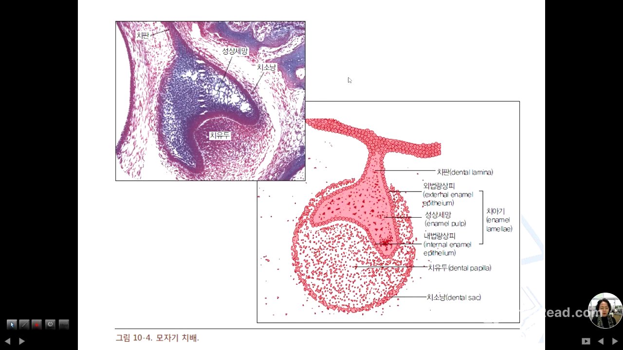 치아발생