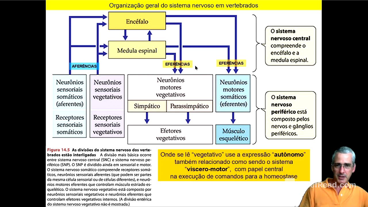 Sistema Nervoso FACB7 parte 11