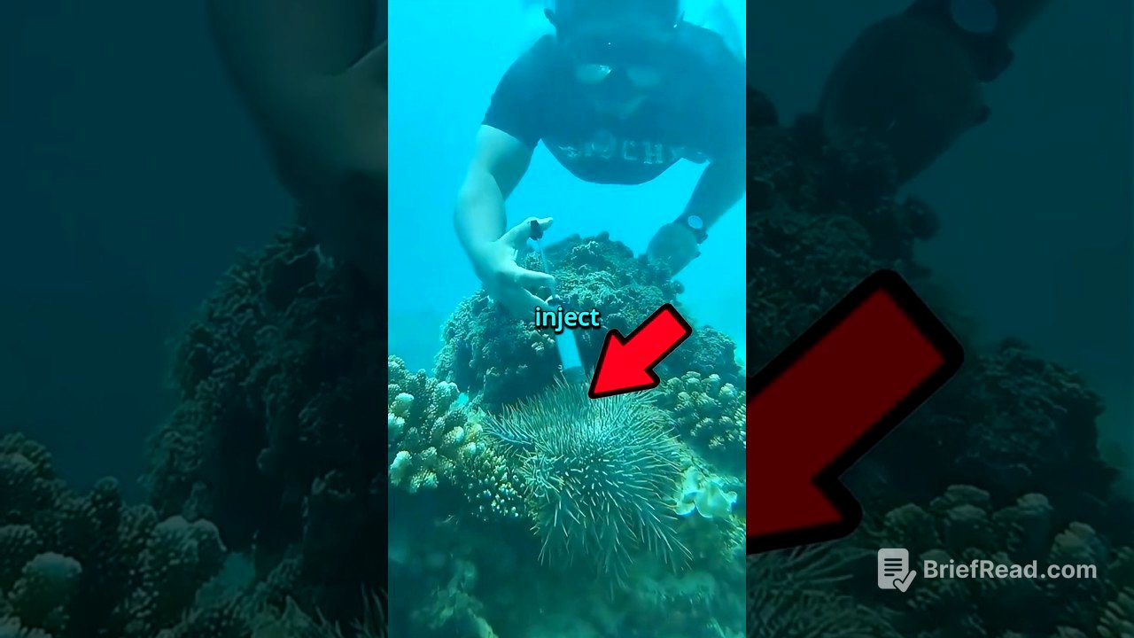 This Bizarre Starfish is DESTROYING the Ocean!