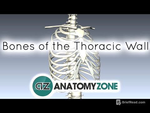 Bones of the Thoracic Wall - 3D Anatomy Tutorial