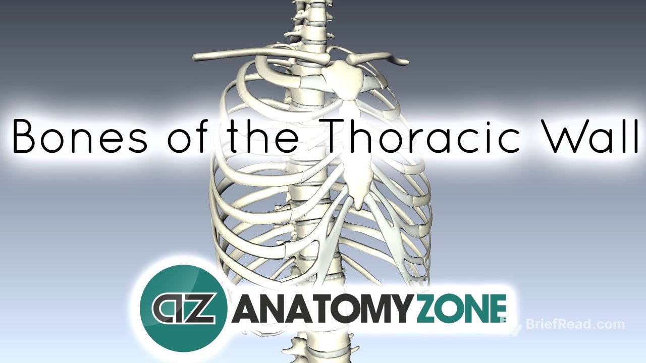 Bones of the Thoracic Wall - 3D Anatomy Tutorial