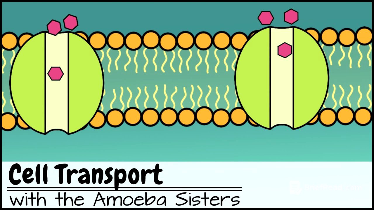 Cell Transport
