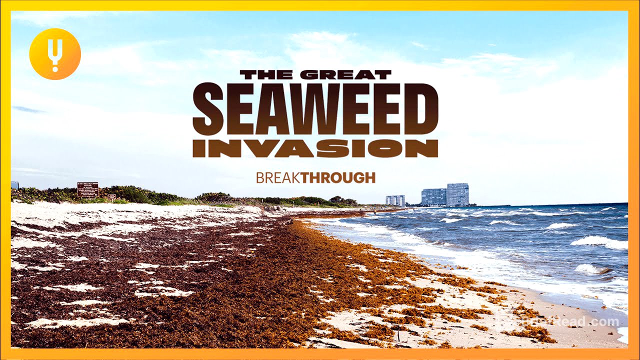 The Great Seaweed Invasion | Breakthrough