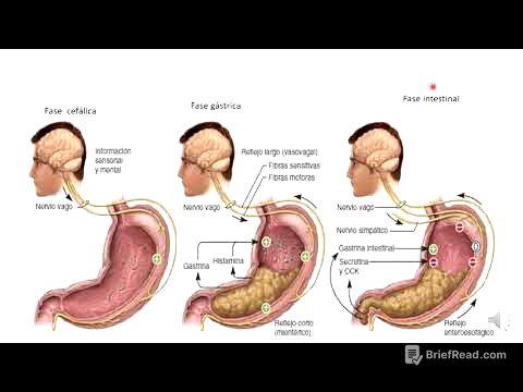 8 secreción de enzimas y mucus