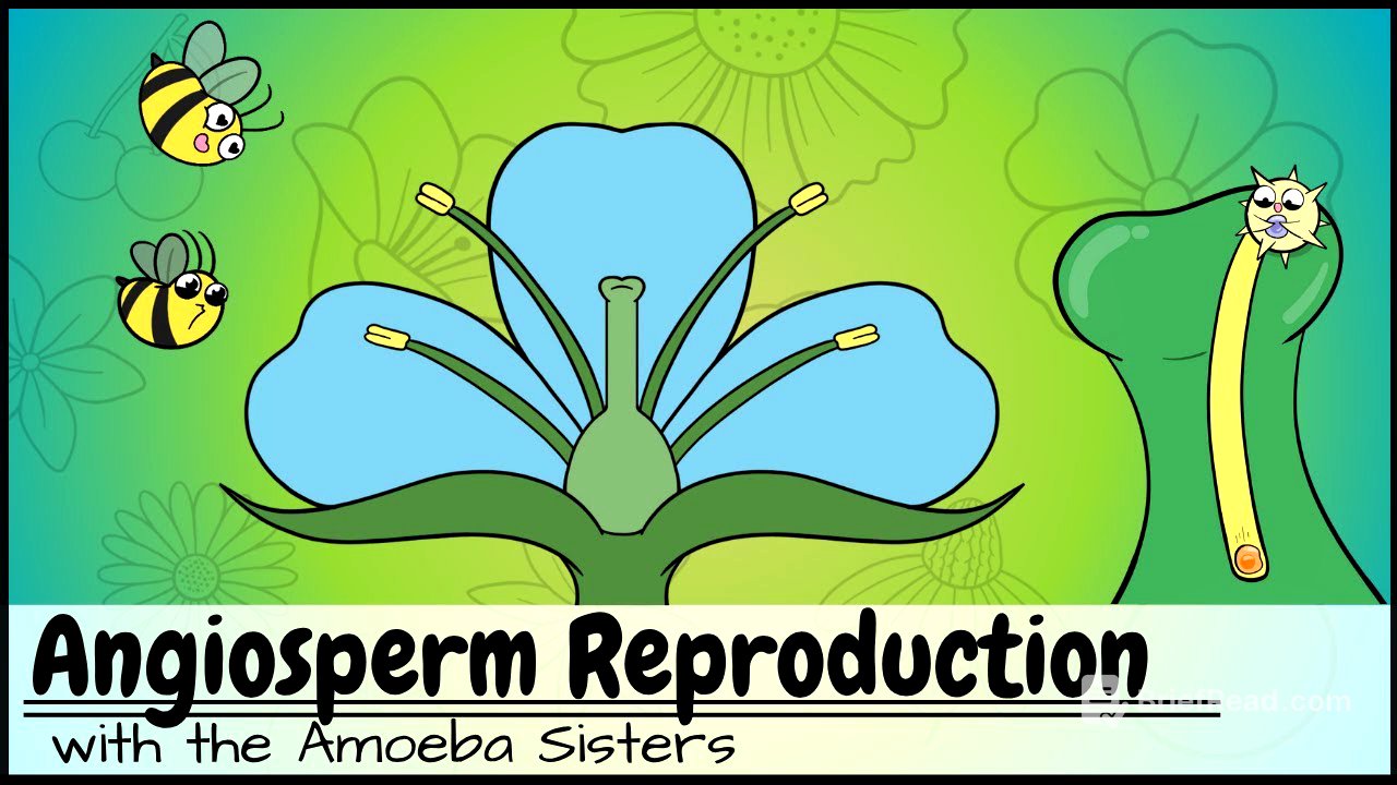 Angiosperm (Flowering Plants) Reproduction UPDATED
