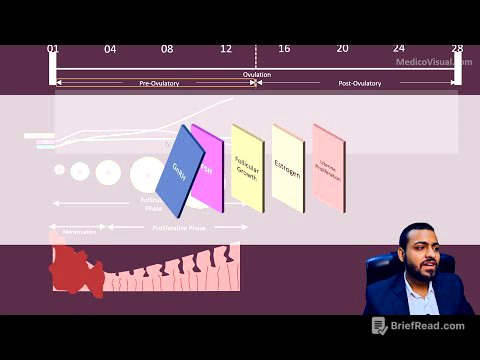 Female Menstrual Cycle - Part2: Pre-Ovulatory Phase (Follicular Phase and Proliferative Phase)
