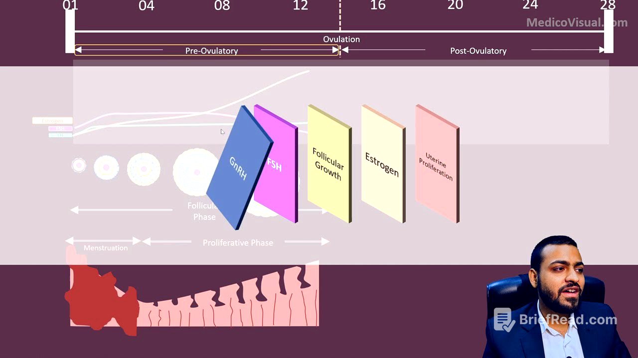Female Menstrual Cycle - Part2: Pre-Ovulatory Phase (Follicular Phase and Proliferative Phase)