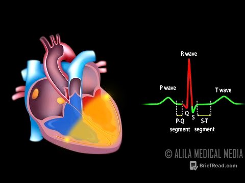 Cardiac Conduction System and Understanding ECG, Animation.