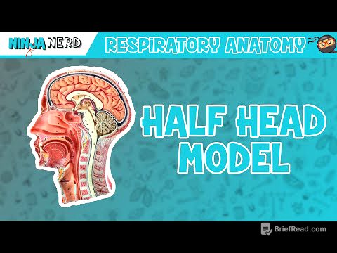 Respiratory | Half Head Anatomy