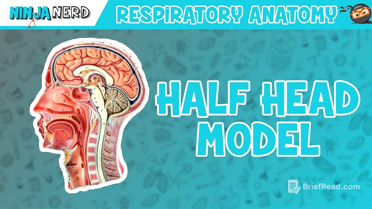 Respiratory | Half Head Anatomy