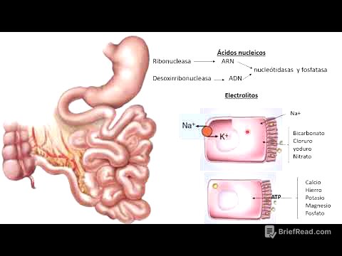 14 Intestino delgado parte 2