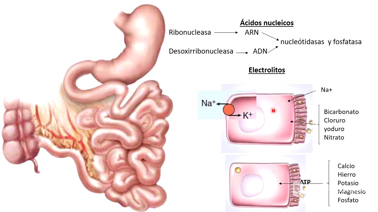 14 Intestino delgado parte 2